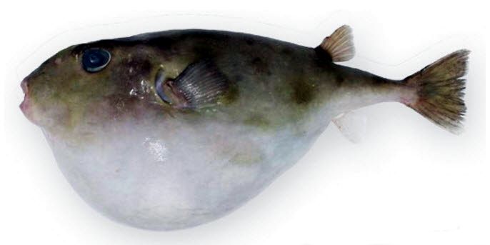 Sphoeroides pachygaster_09.jpg